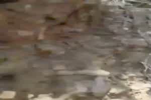 女孩在丛林中被男友强推，绝对是违背她的意愿的，你可以看到她最后哭了  背景图片